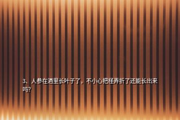 3、人參在酒里長葉子了，不小心把檉弄折了還能長出來嗎？