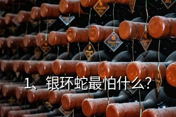 1、銀環(huán)蛇最怕什么？