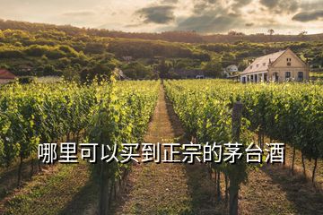哪里可以買(mǎi)到正宗的茅臺(tái)酒