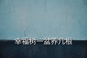 幸福樹(shù)一盆養(yǎng)幾根