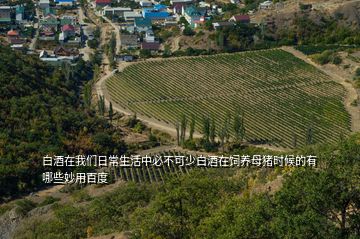 白酒在我們?nèi)粘I钪斜夭豢缮侔拙圃陲曫B(yǎng)母豬時(shí)候的有哪些妙用百度