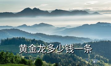 黃金龍多少錢(qián)一條