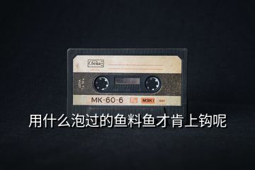 用什么泡過的魚料魚才肯上鉤呢