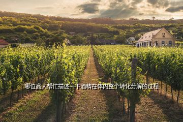 哪位高人幫忙描述一下酒精在體內(nèi)整個(gè)轉(zhuǎn)化分解的過(guò)程