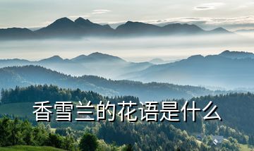 香雪蘭的花語(yǔ)是什么