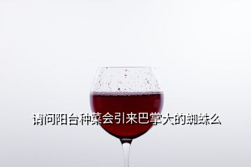 請問陽臺種菜會(huì)引來巴掌大的蜘蛛么