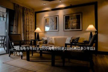 一只海龜今年85歲3只小海龜分別是21195再過多少年后3只海龜