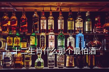 十二生肖什么那個(gè)最怕酒