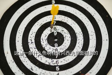 這是一條什么魚(yú)啊在宜興西氿里面抓到的