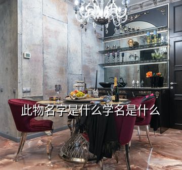 此物名字是什么學名是什么