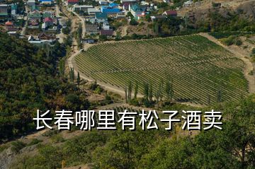 長春哪里有松子酒賣