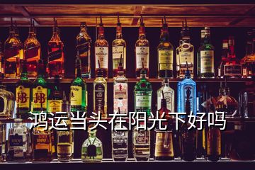 鴻運(yùn)當(dāng)頭在陽光下好嗎