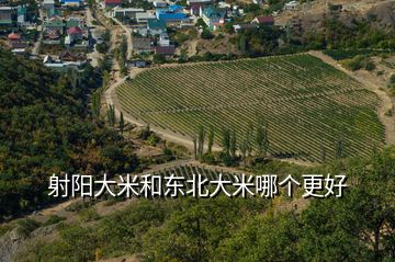 射陽大米和東北大米哪個(gè)更好
