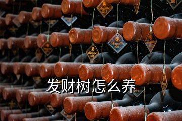 發(fā)財(cái)樹(shù)怎么養(yǎng)