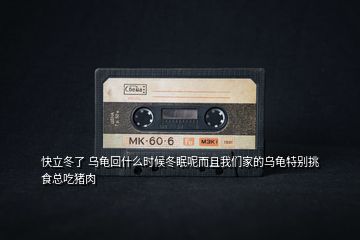 快立冬了 烏龜回什么時候冬眠呢而且我們家的烏龜特別挑食總吃豬肉