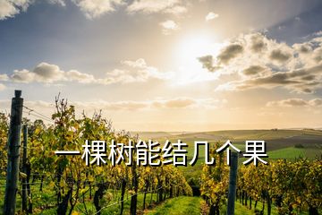 一棵樹能結(jié)幾個果