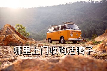 哪里上門(mén)收購(gòu)活鴨子