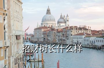招財(cái)樹(shù)長(zhǎng)什么樣