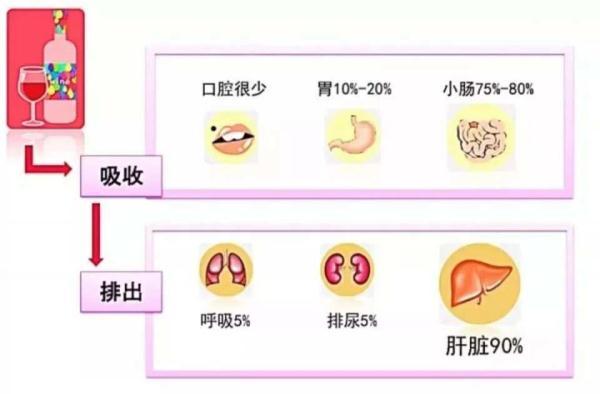 人體怎么吸收代謝酒精？酒精對身體有什么好處和壞處