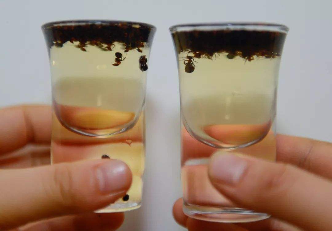 螞蟻泡酒有什么功效？螞蟻泡酒治療風(fēng)濕病