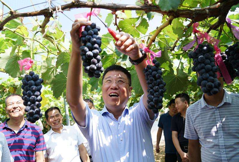 紅酒葡萄采摘月份是什么時候？什么樣的葡萄可以采摘？