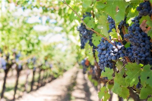 紅酒有赤霞珠、黑皮諾，還有什么品種的紅酒？