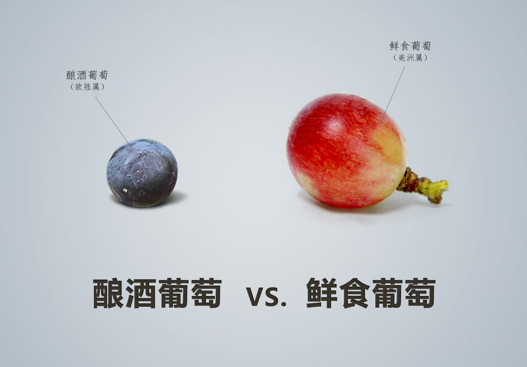 紅酒品種怎么認(rèn)，從葡萄品種入手這是最基本的方法