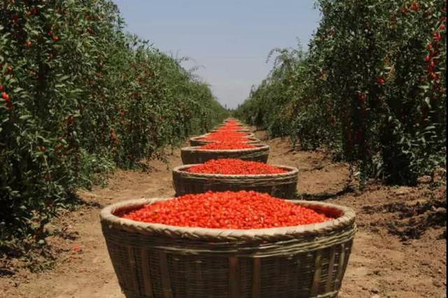 寧夏鋼鐵、寧夏紅董事長曹廣江正式“官宣”：寧鋼61年積淀為基座，有信心承載寧夏紅的未來