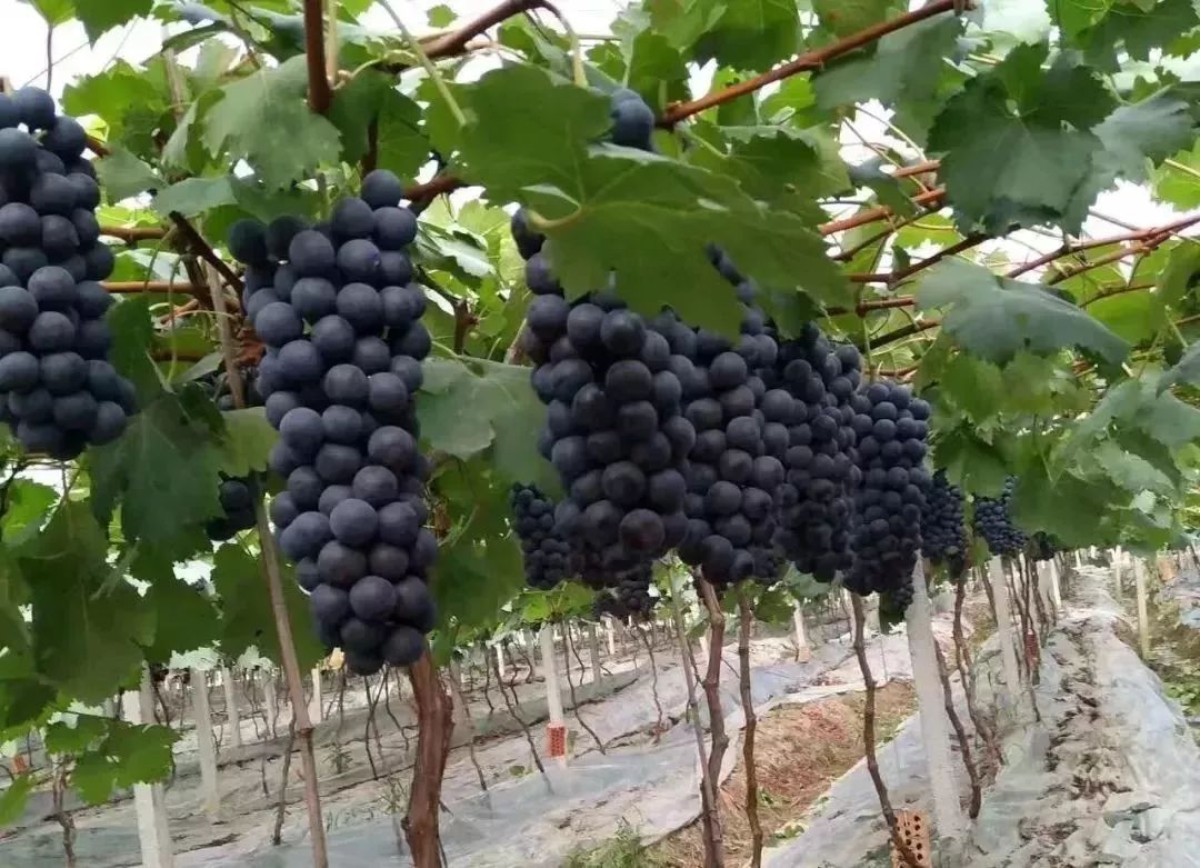 夏黑葡萄可以釀酒嗎？夏黑葡萄怎么自釀酒？