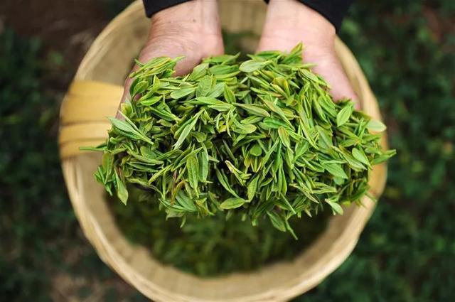 今年茅臺(tái)前景如何？