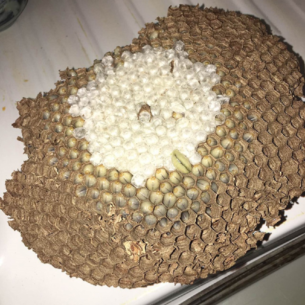 蜂蛹泡酒的方法，蜂蛹泡酒的功效