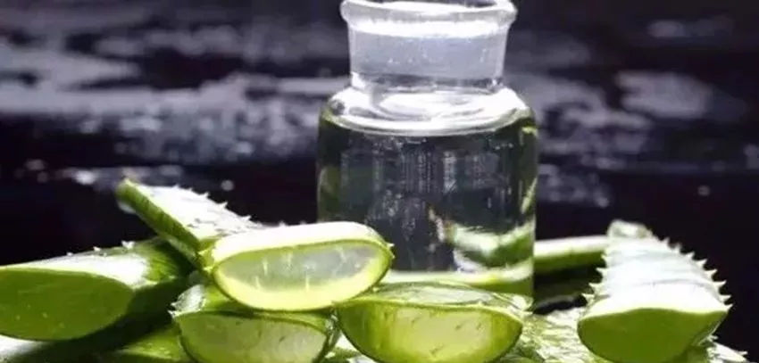 蘆薈泡酒治皮膚病嗎？蘆薈泡酒的功效與作用