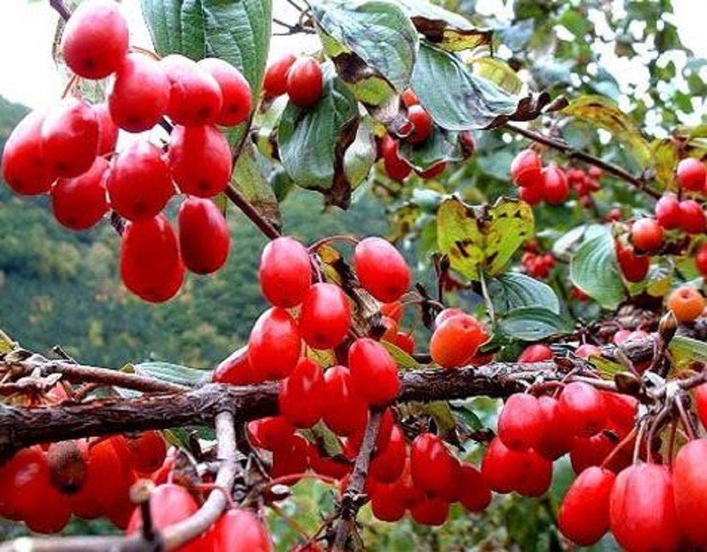山茱萸可以泡酒嗎？山茱萸怎么泡酒