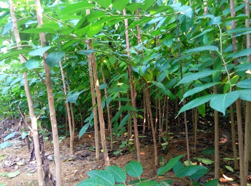 杜仲泡酒有什么功效，滋陰溫陽之效