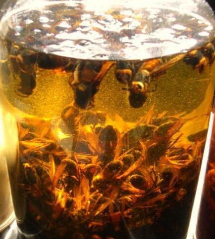 蜂子泡酒有什么好處？蜜蜂哪些可以用來(lái)泡酒？