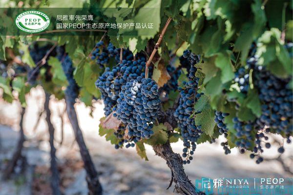 “首屆中國葡萄酒云論壇”，中信國安葡萄酒業(yè)股份有限公司“云”發(fā)布新品