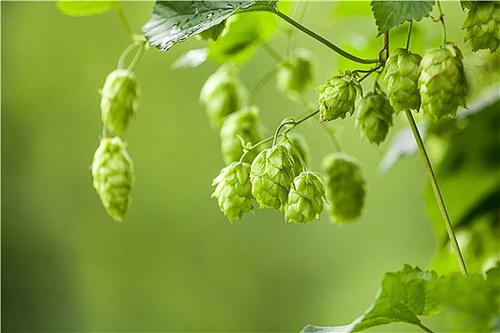 什么是啤酒花？啤酒中為什么要添加啤酒花？
