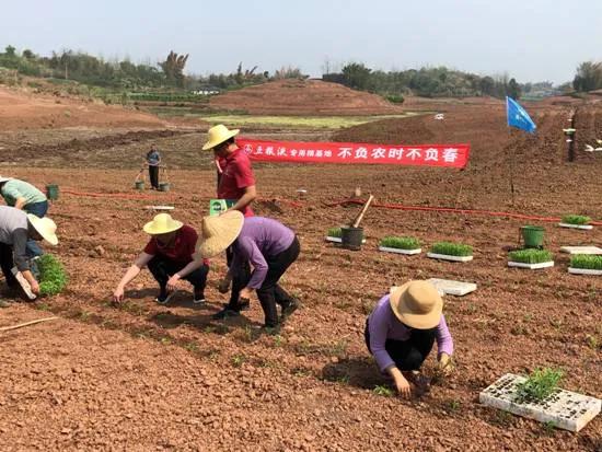 五糧液專用糧基地聯(lián)合中化農(nóng)業(yè)，共建技術(shù)服務(wù)中心