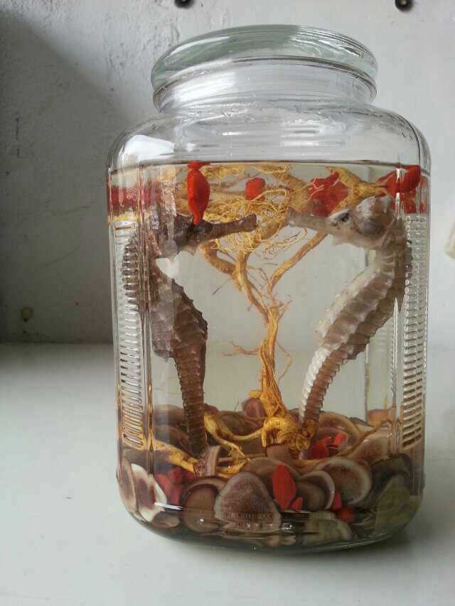 泡酒的海馬還能吃嗎？喝海馬酒的注意事項