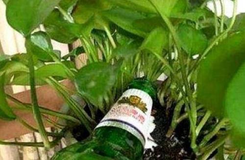 用啤酒可以澆哪些花？啤酒澆花多長(zhǎng)時(shí)間一次？
