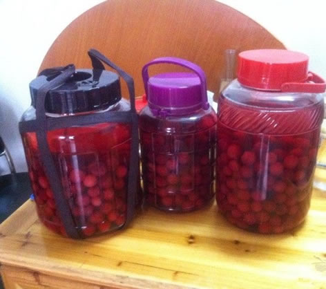 楊梅可以用塑料瓶泡酒嗎？可以放蜂蜜嗎？
