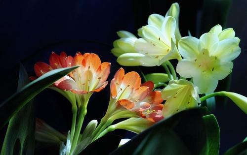 白酒如何養(yǎng)花？為什么白酒可以養(yǎng)花？