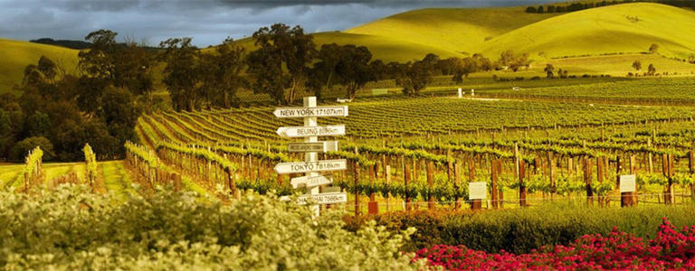 巴羅薩谷葡萄酒產區(qū)