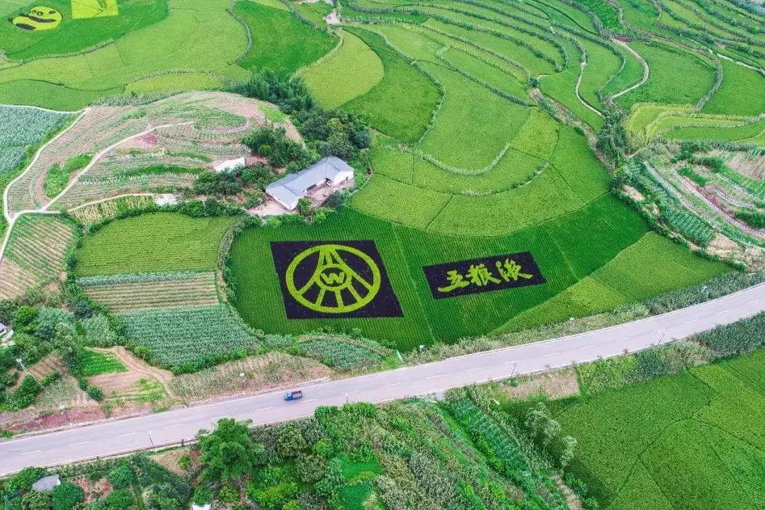 名酒紛紛亮“糧心”，品質(zhì)競(jìng)爭(zhēng)從臺(tái)前拼到幕后