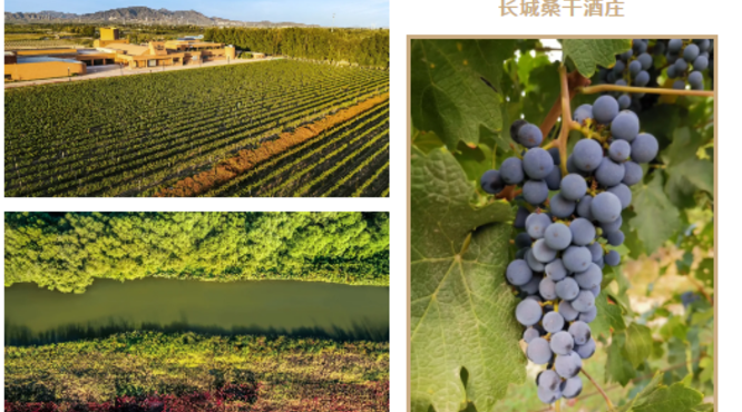 首場長城桑干酒莊西拉垂直年份品鑒會落定鄭州，即將盛啟！