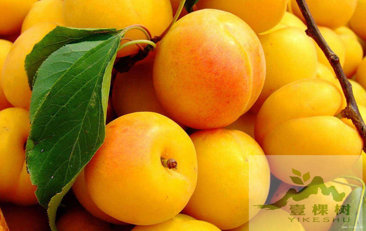 汾杏1918價格(汾杏1918價格53度)