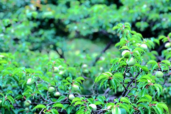 廣東青梅收購價格(廣東青梅收購價格)