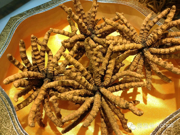 金博緣北冬蟲夏草價格(金博緣北冬蟲夏草價格)