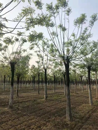 大槐樹酒價格(大槐樹酒圖片及價格)