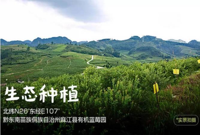 茅臺的悠蜜umeet藍(lán)莓利口酒(茅臺集團(tuán)悠蜜藍(lán)莓酒)
